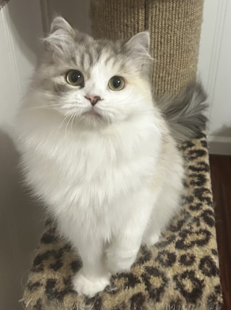 RagaMuffin Kitten RagaMuffin Cat