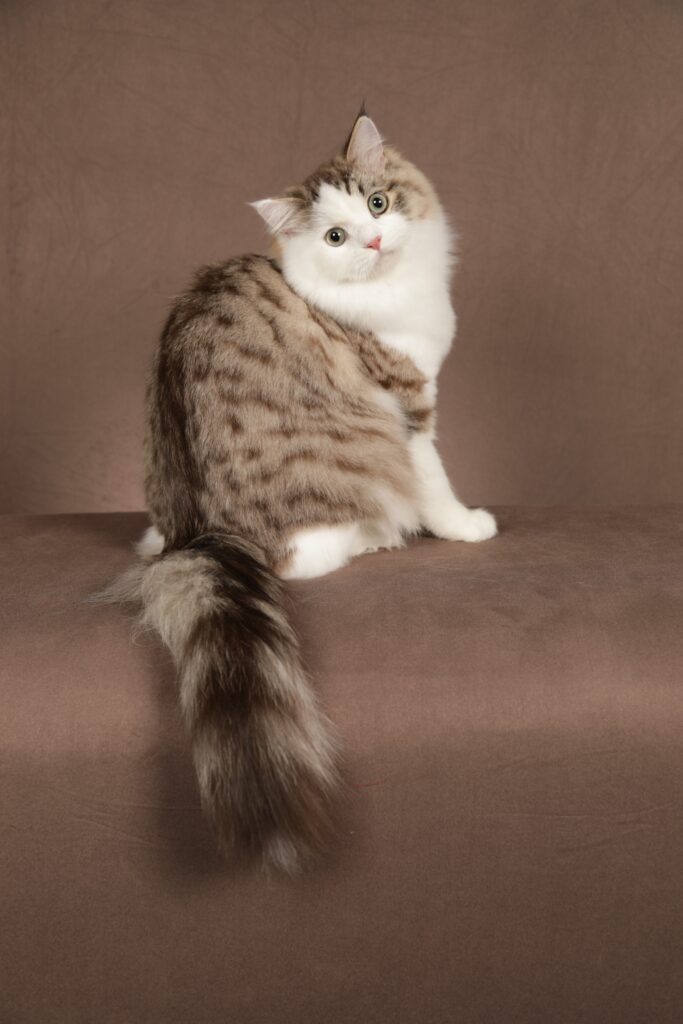 RagaMuffin Kitten RagaMuffin Cat