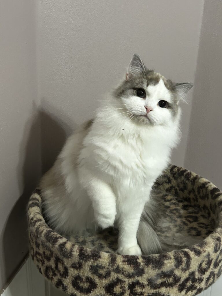 RagaMuffin Kitten 
RagaMuffin Cat