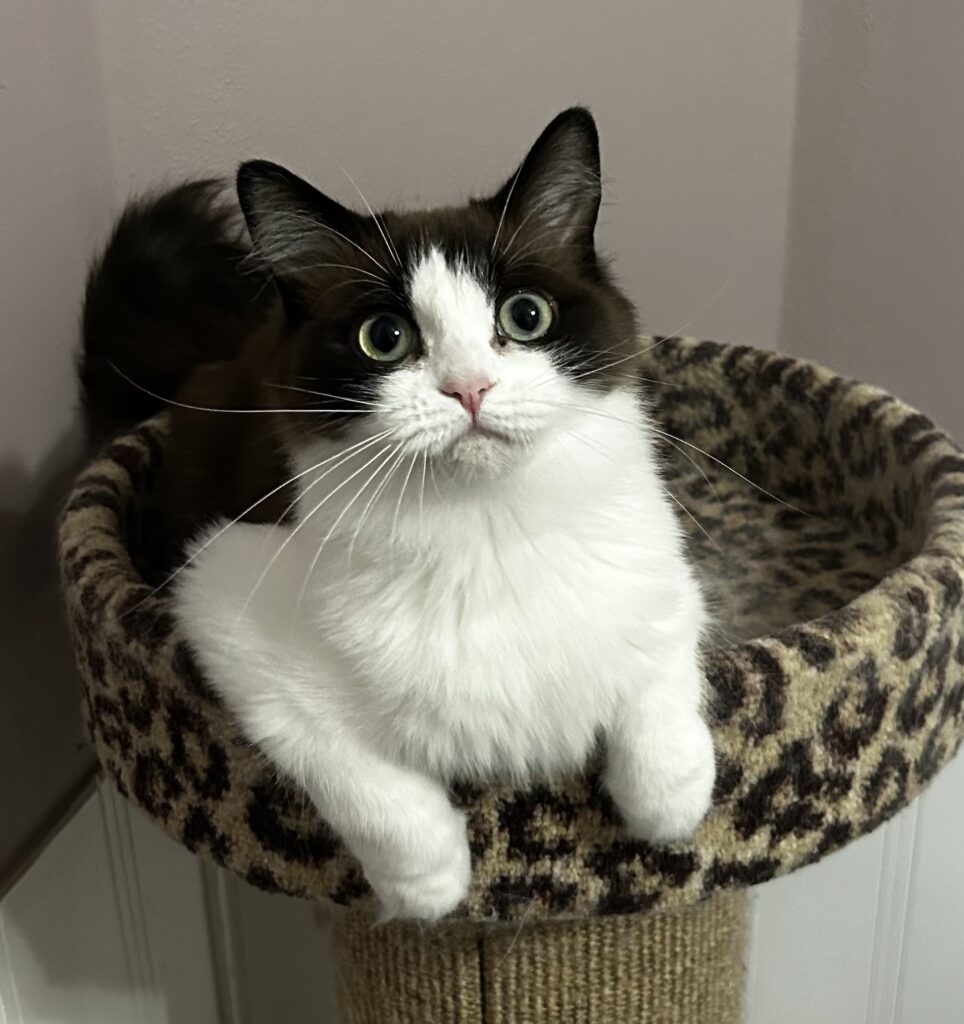 RagaMuffin Kitten RagaMuffin Cat